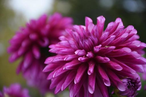 ダリア アップ② ダリア アップ②の写真