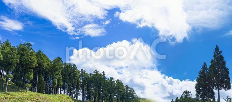 青空と雲と杉の木のパノラマ背景画像 空,雲,杉の写真素材