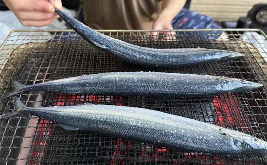 秋刀魚(さんま)を炭火で網焼き 秋刀魚(さんま)を炭火で網焼き さんま,サンマ,秋刀魚の写真素材