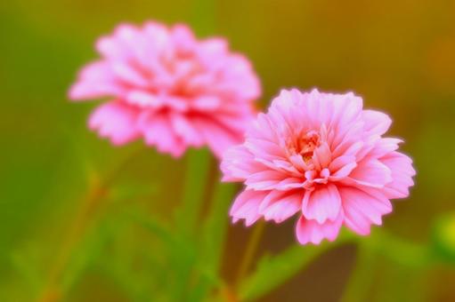 華やかな八重咲きのピンクのコスモス 華やかな八重咲きのピンクのコスモス 植物,花,コスモスの写真素材