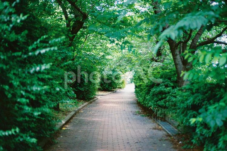 映画に出てきそうな緑に囲まれた小道 風景,自然,避暑地の写真素材