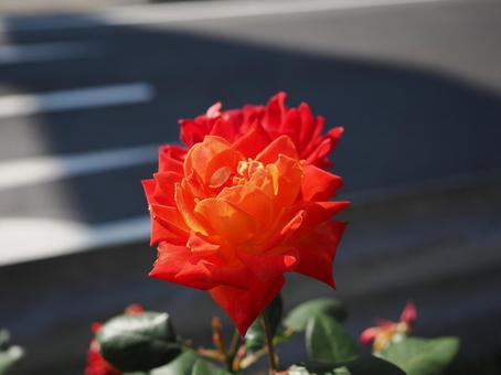 バラガーデンにて撮影しました バラガーデンにて撮影しました 花,薔薇,花びらの写真素材