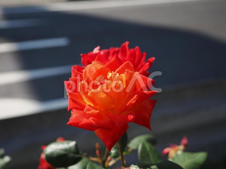 バラガーデンにて撮影しました 花,薔薇,花びらの写真素材