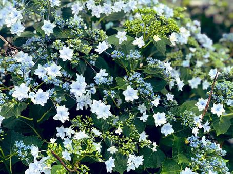 紫陽花 ブルー 紫陽花 ブルーの写真