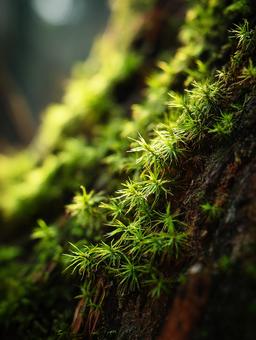 瑞々しい緑の苔が広がる神秘的な森 瑞々しい緑の苔が広がる神秘的な森の写真