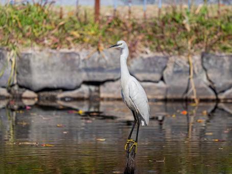 水辺のコサギ コサギ,鳥,野鳥の写真素材