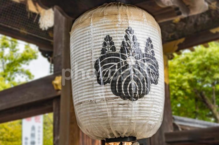豊臣の家紋 五七桐紋の提灯（豊国神社） 五七桐紋,家紋,豊臣の写真素材