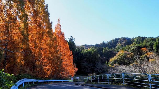 秋の亀山湖・湖畔の紅葉＆山並み（君津市） 秋,亀山湖,紅葉の写真素材
