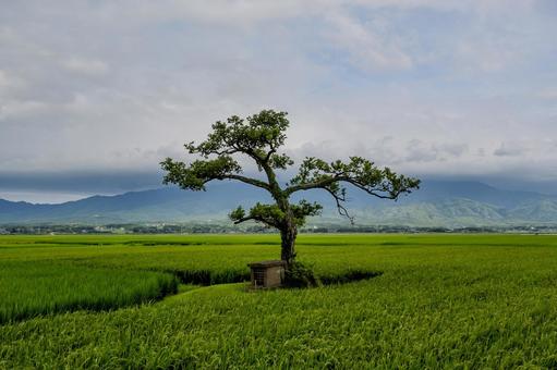 田んぼの御神木 田んぼの御神木 田んぼの御神木,植物,佐渡島の写真素材