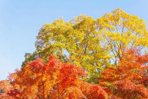 紅葉と青空 紅葉と青空 紅葉,もみじ,秋の写真素材