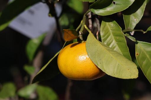 オレンジ色のみかんのなる木の枝のアップ オレンジ色,みかん,なるの写真素材