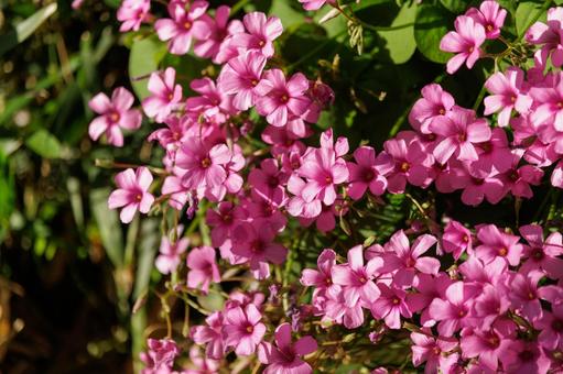 ピンク色の小さな花 ピンク色の小さな花の写真