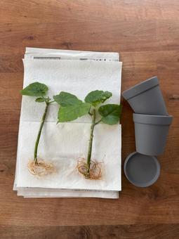 ウンベラータ 植え替え ウンベラータ 植え替え ウンベラータ,ウンベラータの根っこ,植え替えの写真素材