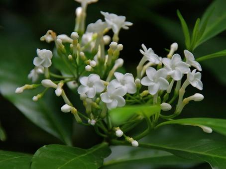 ホウライアオキ ホウライアオキの写真