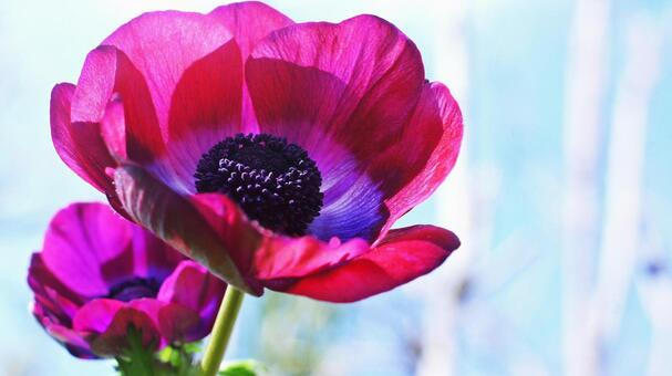 春の花-348 アネモネ,赤紫色,ワインレッドの写真素材