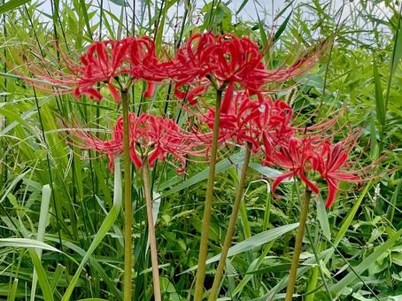 リコリスの赤い花弁 リコリス,赤,花の写真素材