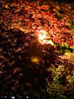電灯に照らされた紅葉の写真