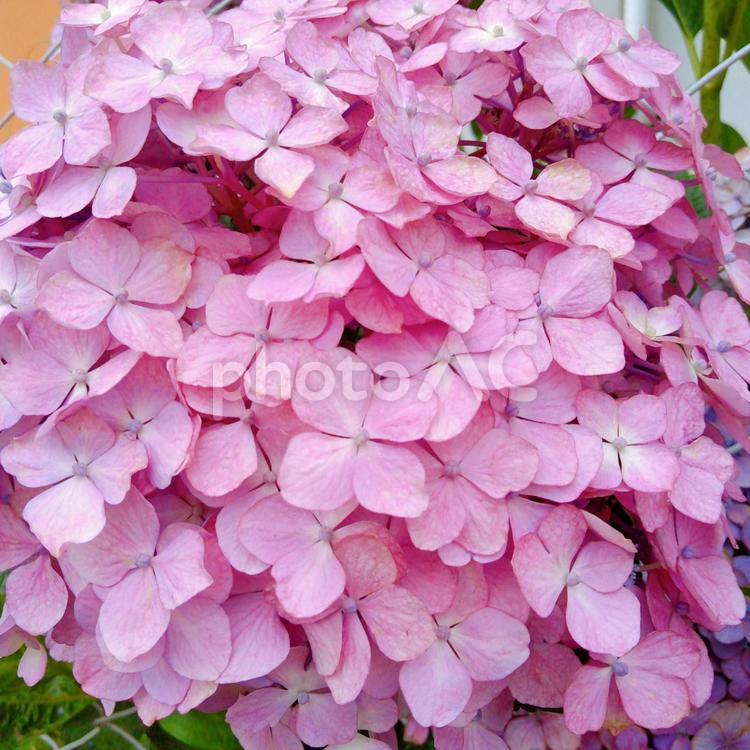あじさい 紫陽花,アジサイ,花の写真素材