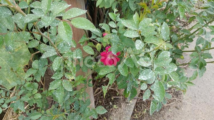 赤いバラの花　単体 ばら,薔薇,バラの写真素材