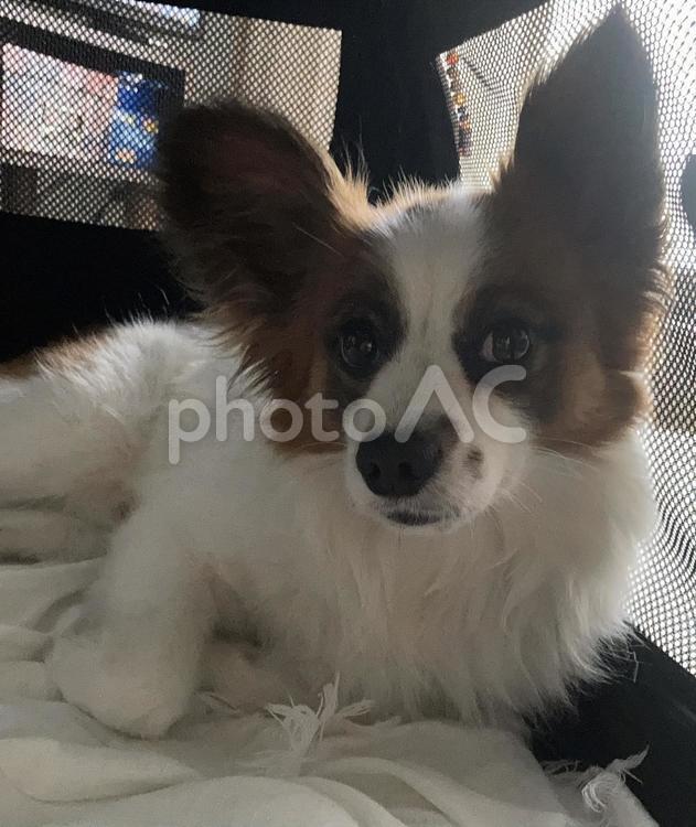 小屋の中の犬 パピヨン,papillon,犬の写真素材