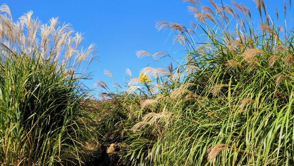 秋のひたち海浜公園・シロガネヨシ・茨城県 秋のひたち海浜公園・シロガネヨシ・茨城県 秋,パンパスグラス,シロガネヨシの写真素材