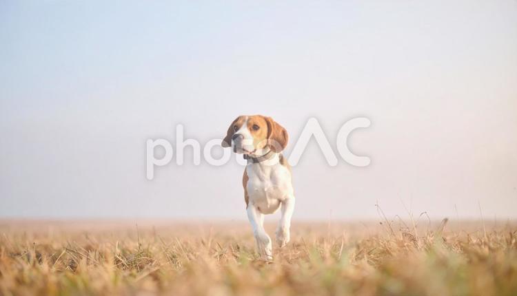 駆け回る、かわいいビーグル犬、草原 ビーグル,犬,子犬の写真素材
