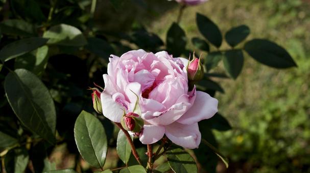 【花の写真】ばらの花 rose,植物,園芸の写真素材