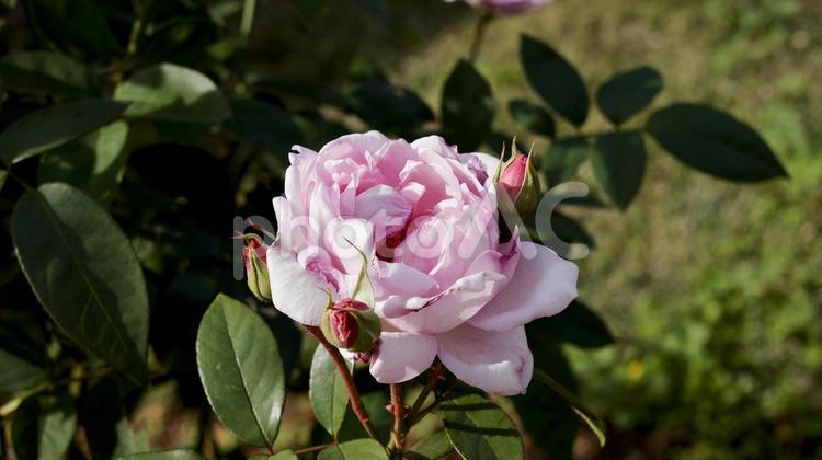 【花の写真】ばらの花 rose,植物,園芸の写真素材