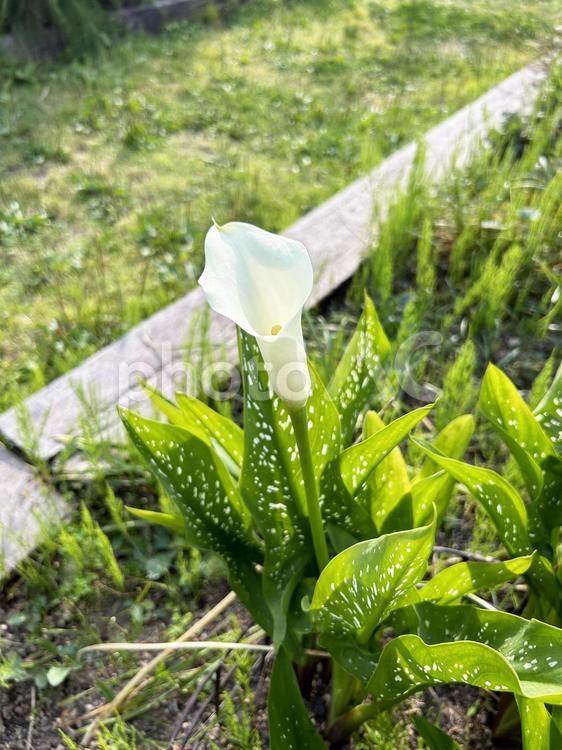 花壇に植えられたオランダカイウの花 オランダカイウ,花,フラワーの写真素材
