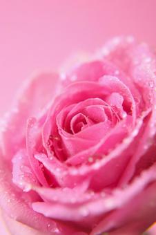 ピンクのバラ_2 バラ,ばらの花,水滴の写真素材