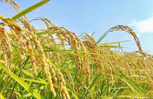 黄金色に色づいた8月の稲穂 黄金色に色づいた8月の稲穂 稲穂,稲,米の写真素材