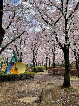 桜の木立と現代アート：春の公園の光景 桜,公園,木立の写真素材