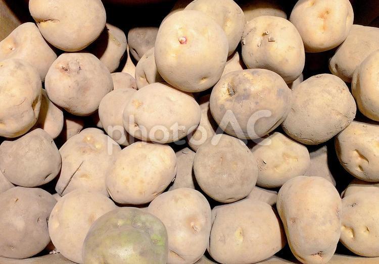 野菜・ジャガイモ ジャガイモ,じゃがいも,ジャガ芋の写真素材