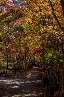 紅葉 紅葉の写真