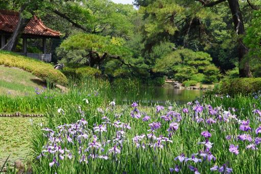 6月下旬の栗林公園の花菖蒲園 6月下旬の栗林公園の花菖蒲園の写真