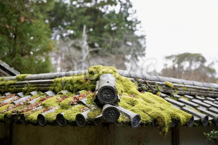 苔むした瓦屋根 苔,瓦屋根,瓦の写真素材