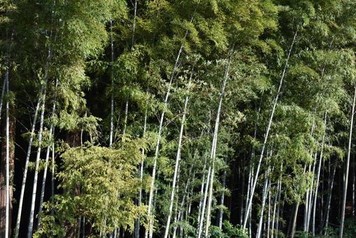 竹林 竹林の写真