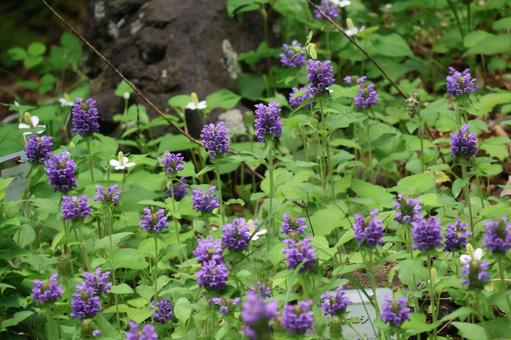 紫色の花が野生に咲く風景 紫色の花が野生に咲く風景の写真