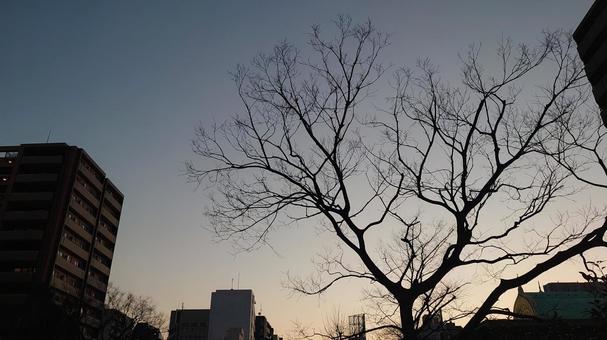 Evening tree, evening, wood, sky, JPG