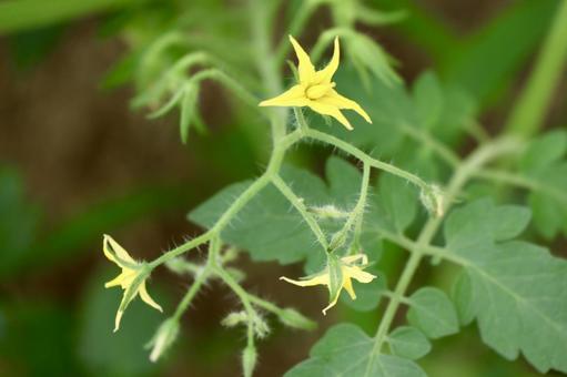 Photo, mini tomato, flower, home garden, 
