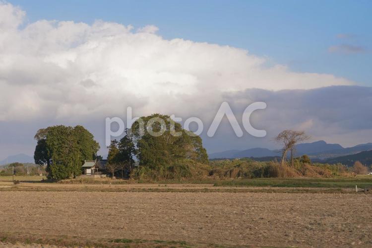 大きな木がある田園風景 森,木,木々の写真素材
