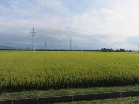 田んぼ 田んぼの写真