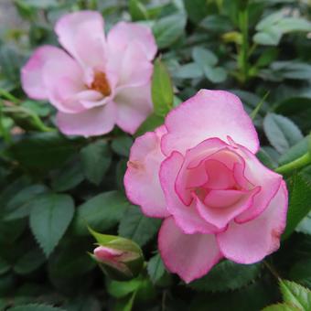 バラ（ミニバラ） バラ,ミニバラ,薔薇の写真素材