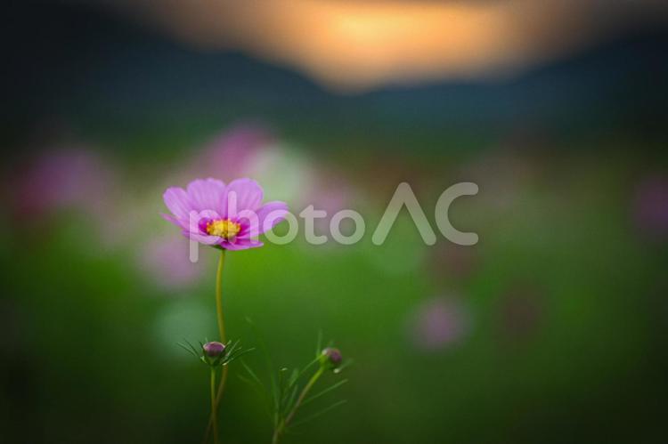 ＜五島の風景＞秋の草原に咲くコスモス こすもす,秋桜,秋桜畑の写真素材