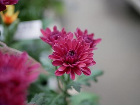 可憐な菊 可憐な菊の写真