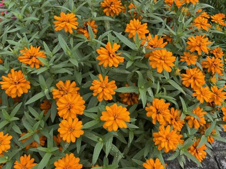マリーゴールドの花。 マリーゴールドの花。 マリーゴールド,花壇,ガーデニングの写真素材