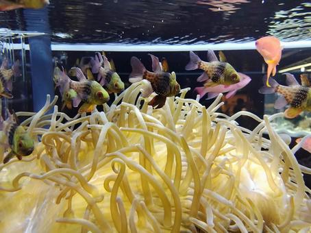 イソギンチャクと魚 イソギンチャク,水族館,生き物の写真素材