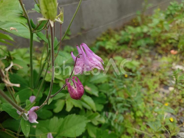 初夏の花・セイヨウオダマキ 花,初夏,セイヨウオダマキの写真素材