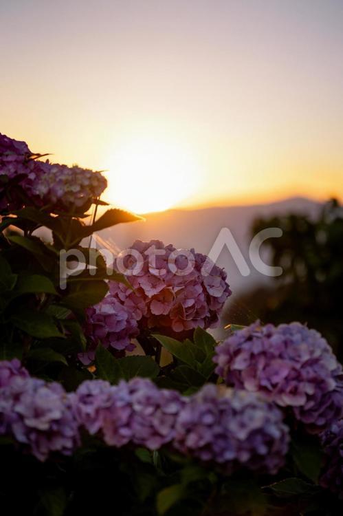 紫陽花と夕焼け　縦 紫陽花,夕焼け,夕日の写真素材