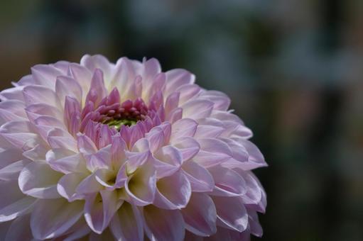 色鮮やかな大輪 色鮮やかな大輪 ダリア,花,キク科の植物の写真素材